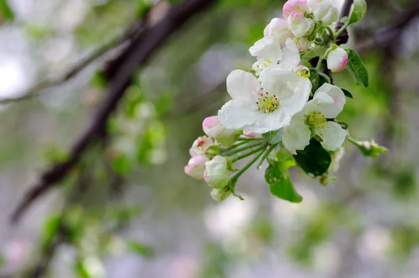 Beyaz ve pembe elma çiçekleri — Stok fotoğraf