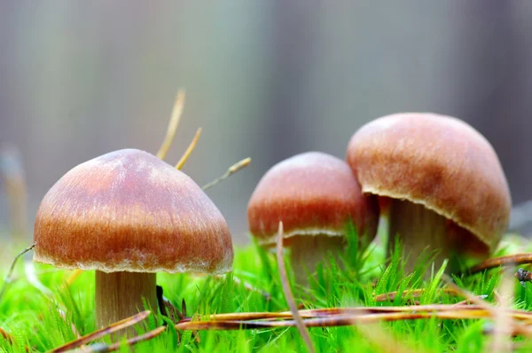 숲에서 버섯 이자라고 있다 — 스톡 사진