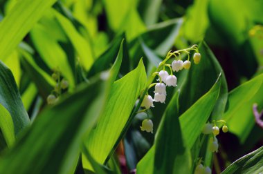 Lily-of--Vadisi doğal arka plan üzerinde. fl ile yeşil orman