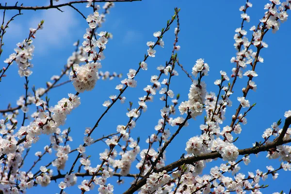 Spring blooming flowers branch over blue sky background — Stock Photo, Image