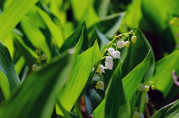 Lily-of-the-valley over natural background. Green forest with fl — Stock Photo, Image