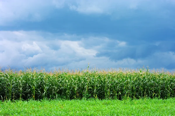 Кукуруза в поле на голубом небе — стоковое фото