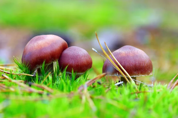 Cogumelos que crescem na floresta — Fotografia de Stock