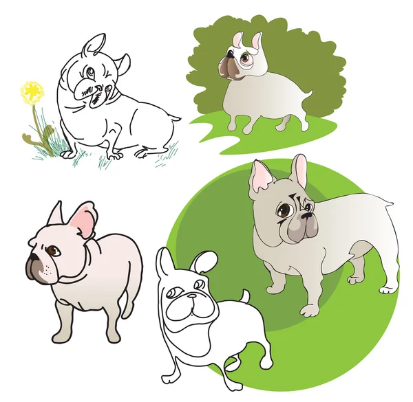 Five drawings of French Bulldog — Stock Vector