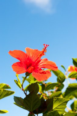 hibiscus çiçeği