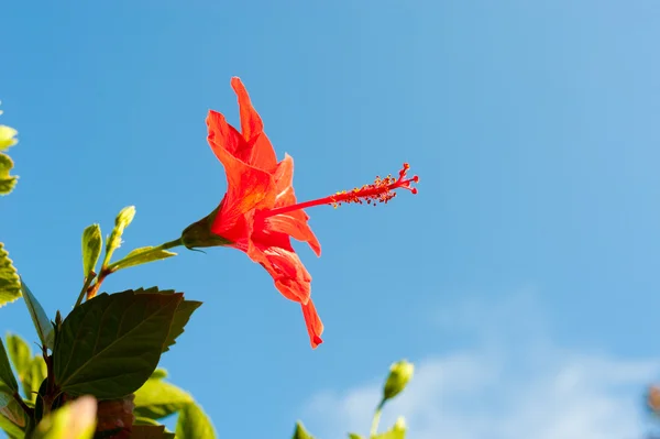 Ibiškový květ — Stock fotografie