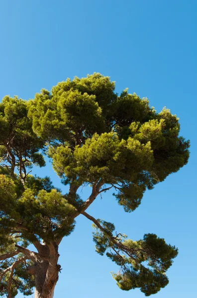 Eski çam ağacı — Stok fotoğraf