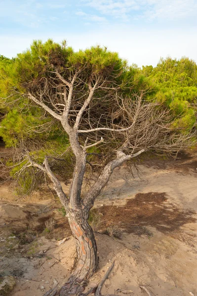 海风树 — 图库照片