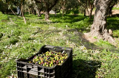 Zeytin kasaları