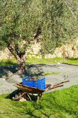 Traditional olive harvest clipart