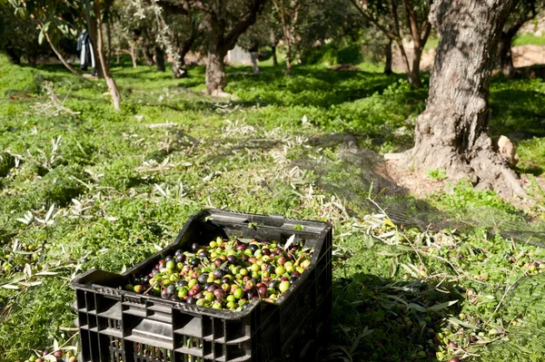 Оливковые ящики — стоковое фото