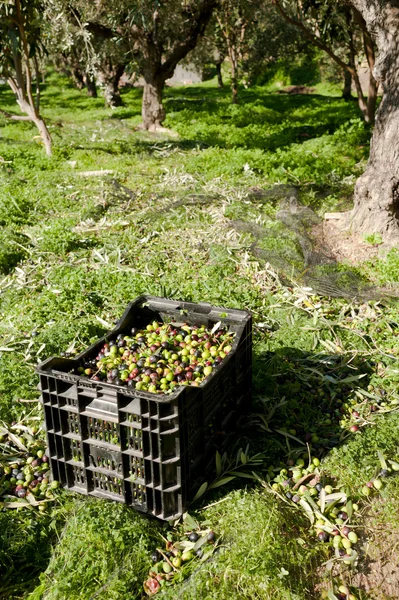 Olive crates — Stock Photo, Image