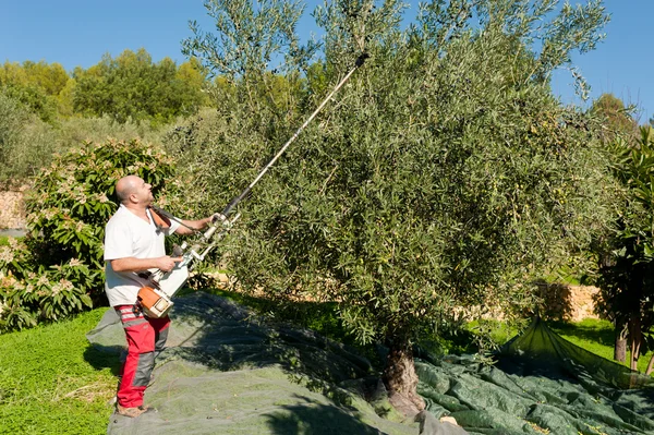 Récolte d'olives — Photo