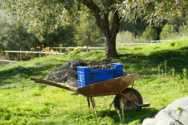 Cosecha tradicional de oliva — Foto de Stock