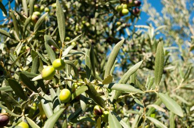 zeytin ağacı