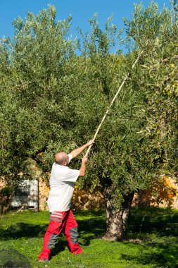 zeytin hasat