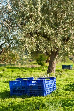 zeytin hasat