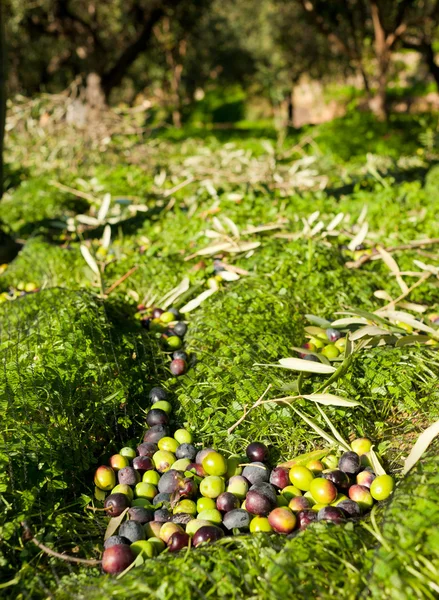 Harvested olives — Stock Photo, Image