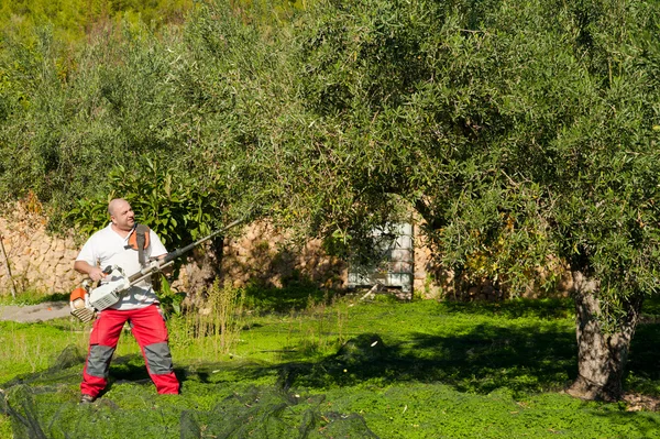 Оливкова врожаю — стокове фото