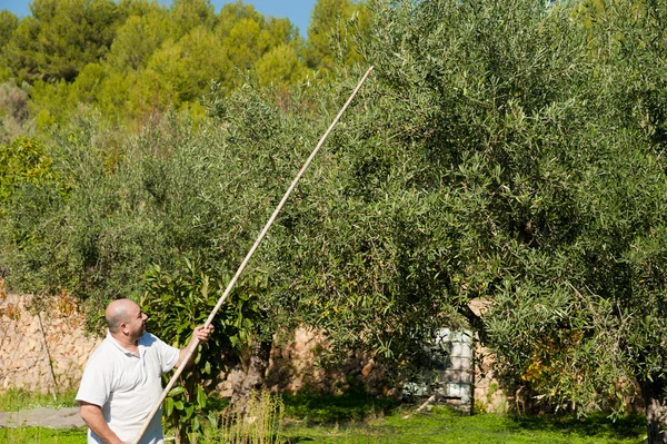 Olive harvest — Stock Photo, Image