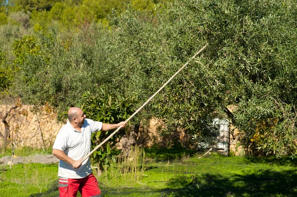 Olivenernte — Stockfoto