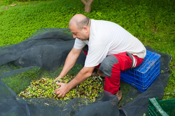 Picking olives — Stock Photo, Image