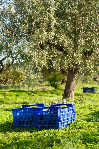 オリーブの収穫 — ストック写真