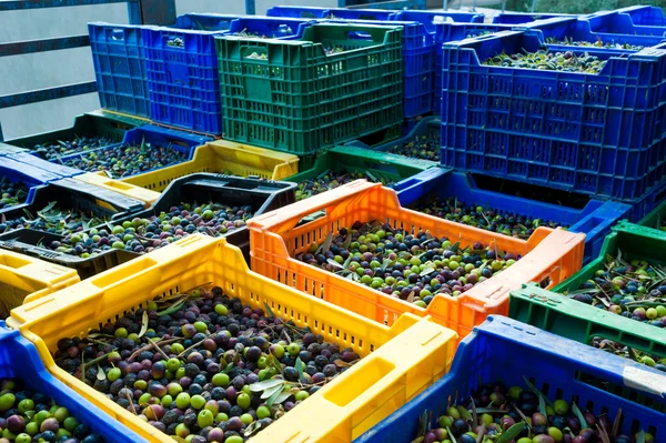 Olive harvest — Stock Photo, Image