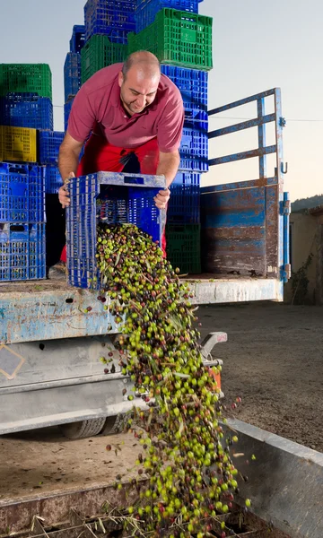 Unluading olives — Stock Photo, Image