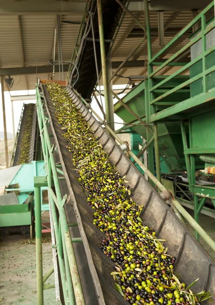Olivové mlýn v akci — Stock fotografie