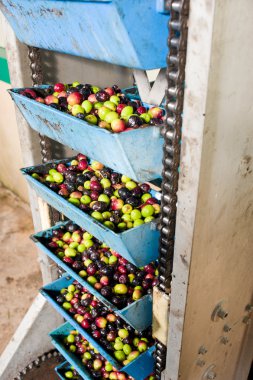 Zeytin işleme tesisi