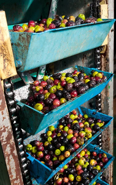Оливковый завод — стоковое фото