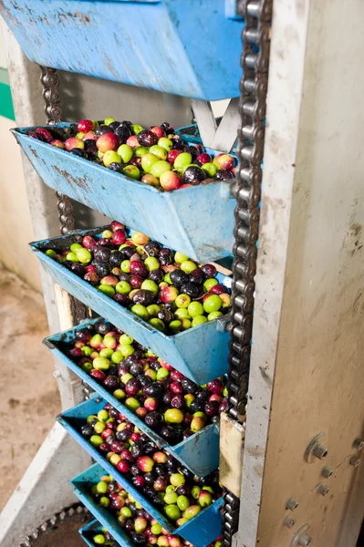 Оливковый завод — стоковое фото