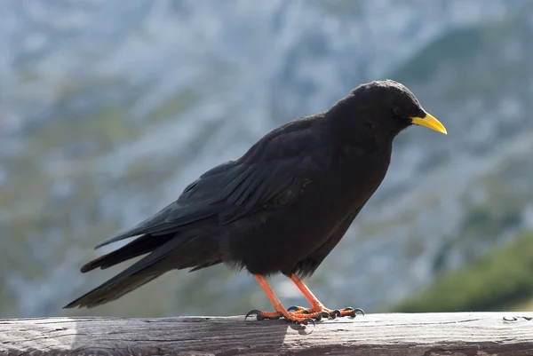 stock image Alpine Chough