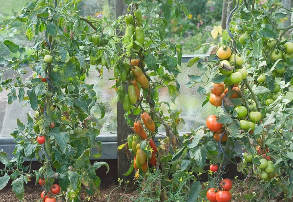 Tomato Vegetable Garden — Stock Photo, Image