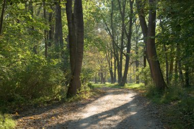 Shady Lane in Early Autumn clipart