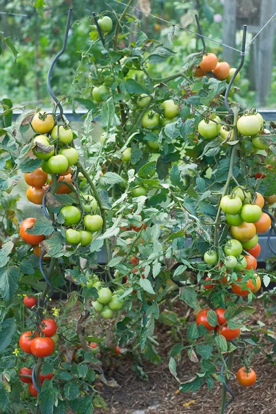 Tomato Garden Harvest — Stock Photo, Image