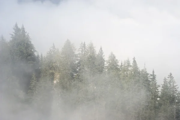 stock image Fog in the Mountains