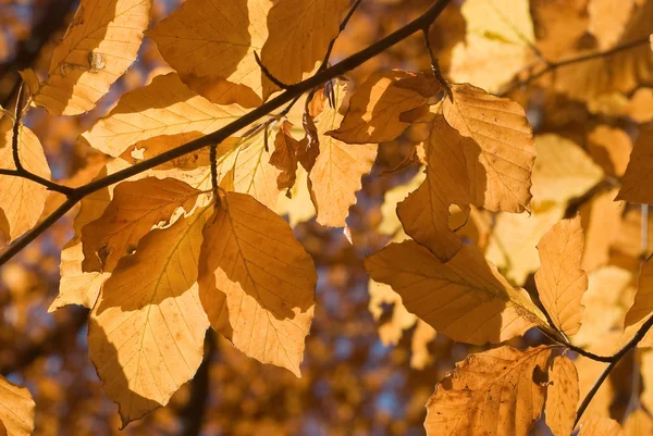 Cores douradas do outono — Fotografia de Stock