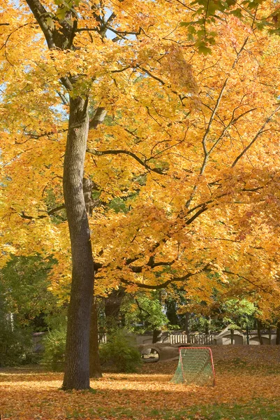秋の裏庭 — ストック写真