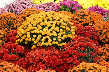 Colourful chrysanthemum clipart
