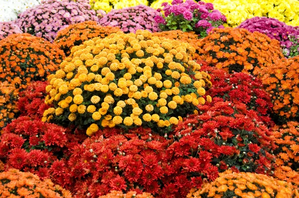 Bunte Chrysanthemen — Stockfoto