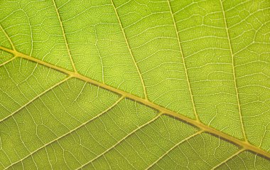 güzel closeup bitki doku arka plan