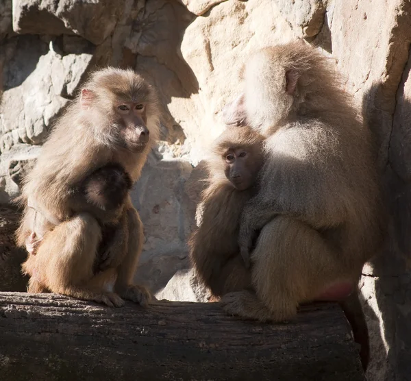 Monos. —  Fotos de Stock