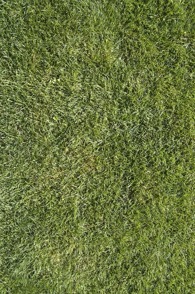 Фон зеленої трави високої роздільної здатності — стокове фото