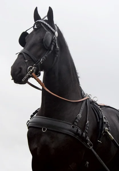 Чорний кінь — стокове фото