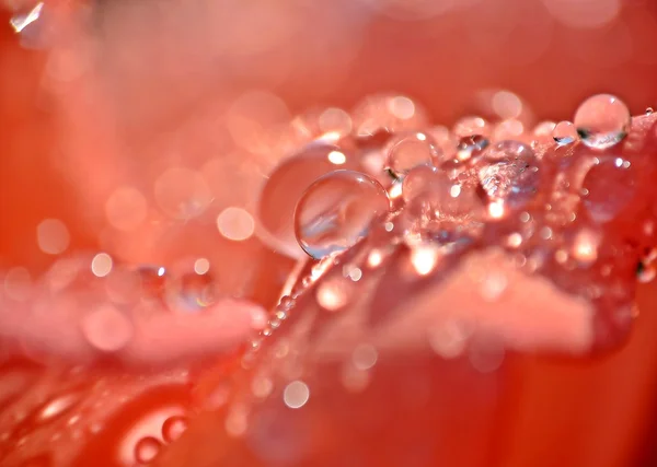 Gocce d'acqua su petali rosa — Foto Stock