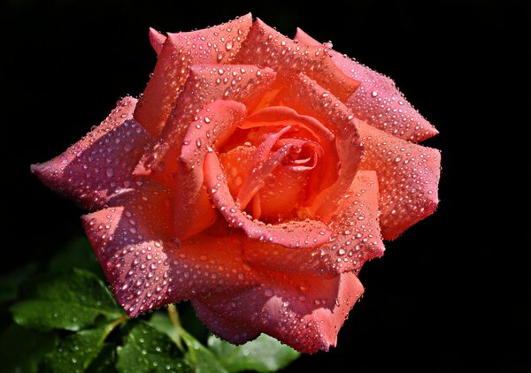 Wet pink rose on black