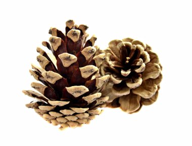 iki çam kozalakları
