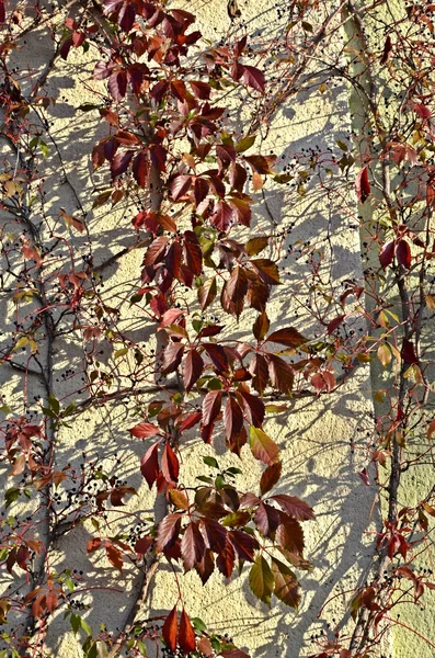 Kırmızı woodbine — Stok fotoğraf